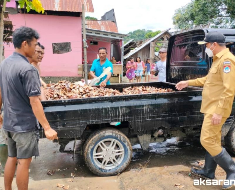 Cerita petani hingga pengusaha kopra alami kerugian akibat banjir di Motongkad Utara
