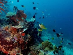 Bupati Sachrul dukung penyelenggaraan Bolmong Coral Reef 2022 bersama Kaka Slank