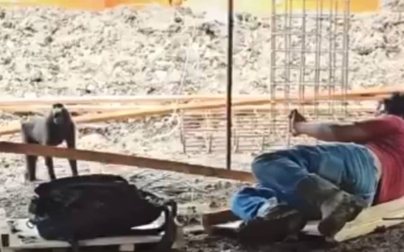 WALHI Minta Pemerintah Tinjau Operasional PT ASA di Boltim