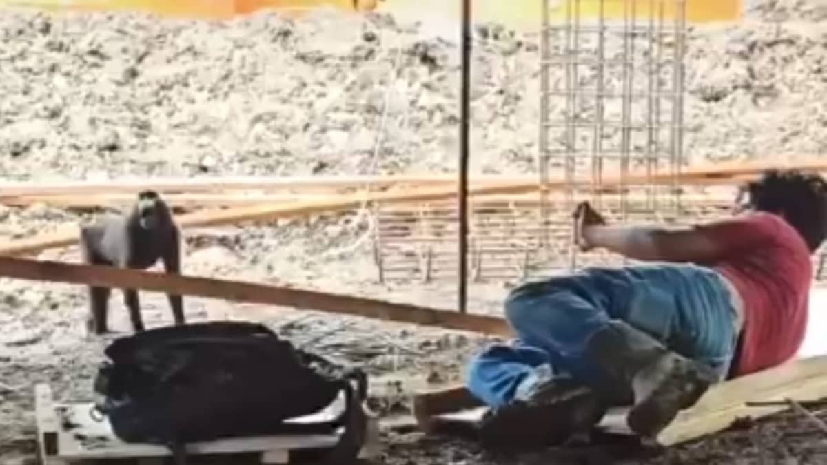 Seorang pekerja tambang sedang mendokumentasi satwa Macaca Nigra alias Yaki yang masuk ke areal perusahaan