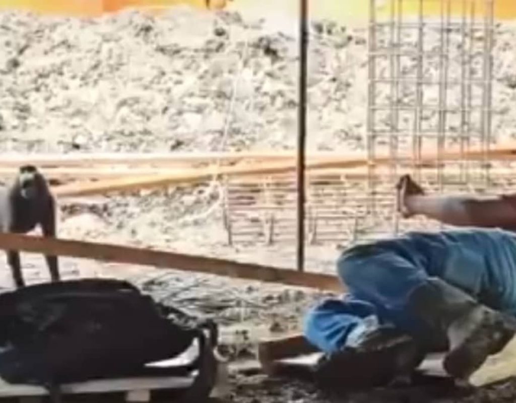 Monyet Hitam Sulawesi masuki areal kerja Tambang Doup PT ASA: ancaman terhadap populasi Yaki