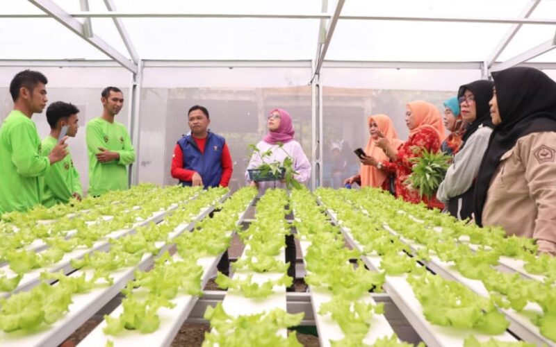Hadiri panen sayur hidroponik di Gantarangkeke, Ilham Azikin: Produksi pertanian kian meningkat