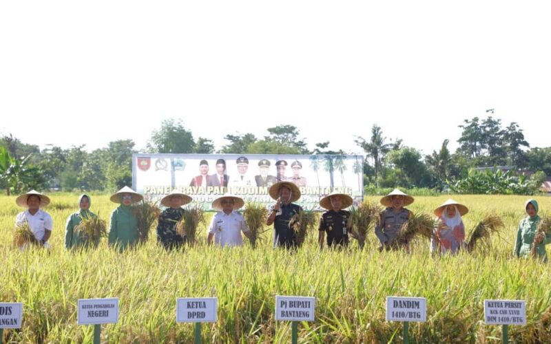Penjabat Bupati Bantaeng Andi Abubakar ikut panen raya Padi di lahan ketahanan pangan Kodim 1410