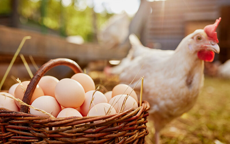 Ayam atau Telur? Jawaban Tuntas dari Perspektif Evolusi