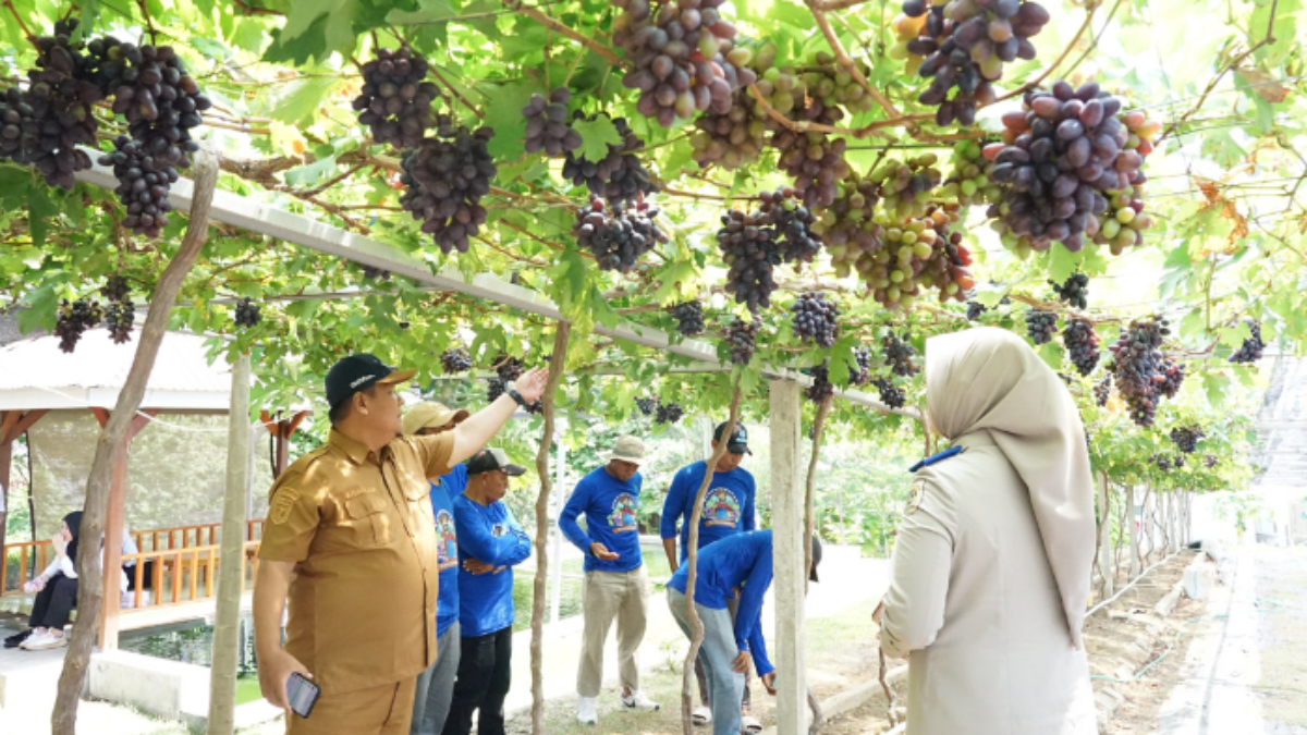 Kampung Anggur Duyu Kota Palu Bukti Sukses Reforma Agraria