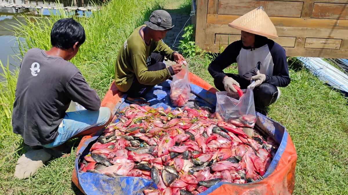 Warga Binaan Lapas Kendal Panen Ikan Sampai Setengah Ton