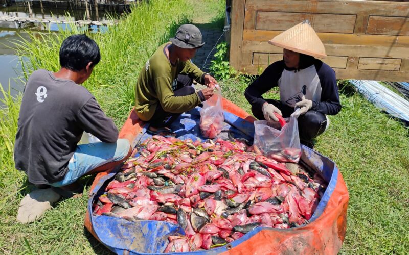 Warga Binaan Lapas Kendal Panen Ikan Sampai Setengah Ton
