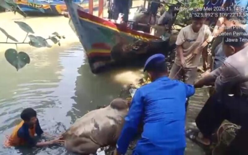 Diduga Alami Kepanasan,Seekor Sapi Kurban Terjun ke Sungai