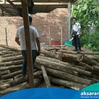 Anak Pemilik Lahan Ini Pidanakan Oknum Penebang 150 Pohon Kayu di Gowa